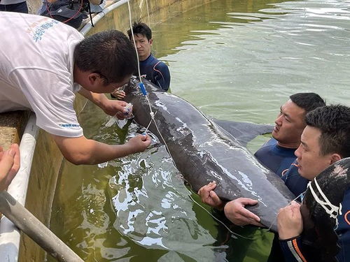 多图直击 全力救助最后一头搁浅瓜头鲸
